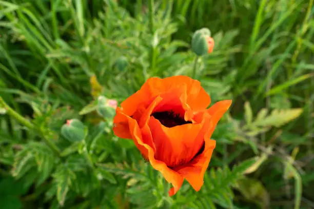 Poppies are herbaceous plants, often grown for their colorful flowers