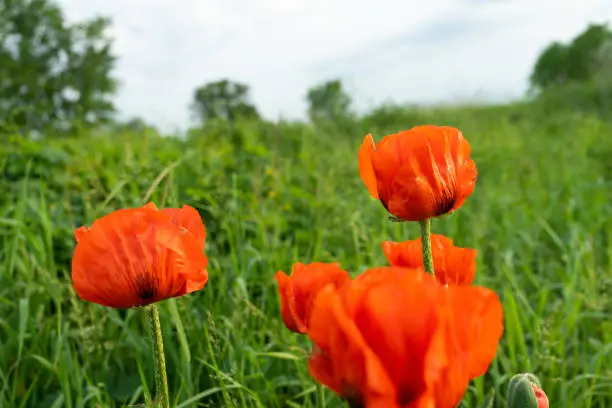 Poppies are herbaceous plants, often grown for their colorful flowers