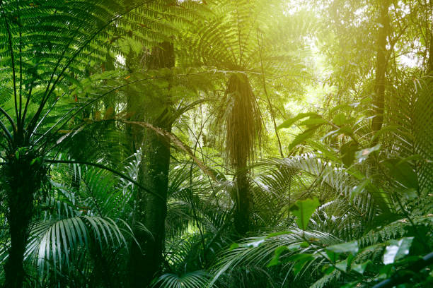 istock Canopy of jungle 1201502725