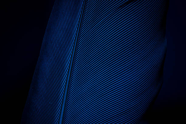 istock Parrot feather is very large, close-up, feather parrot Ara 1201505023