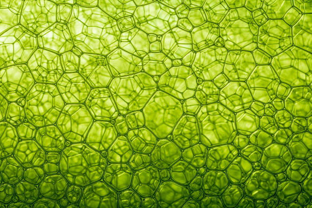 istock Macro close up of soap bubbles,Foam Bubble from Soap or Shampoo Washing 1201505437