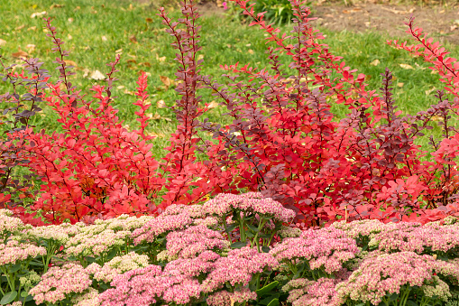 The beautiful red and white flowers sedum telephium with green leaves are on the background of red barberry bushes in a garden in autumn