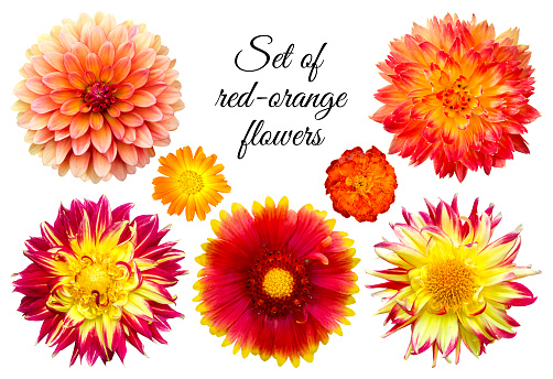 Set of red-orange flowers: dahlia, calendula, marigold, gaillardia. Flowers on a white background. Objects for graphic design.