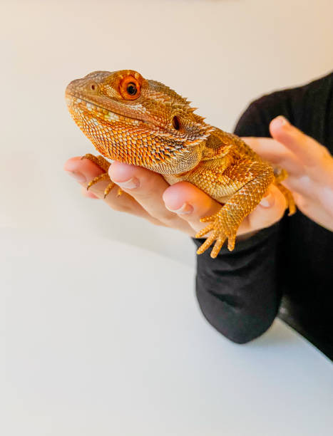 istock bearded dragon held by girl‘s hand 1201506936