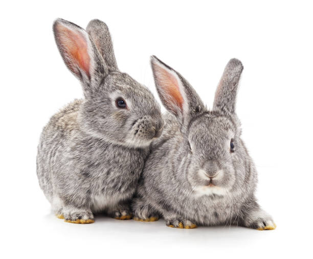 due piccoli conigli. - rabbit hairy gray animal foto e immagini stock