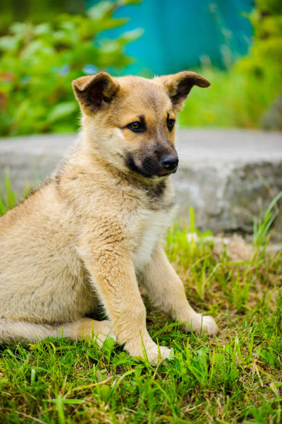 istock small cute puppy dog 1201508954