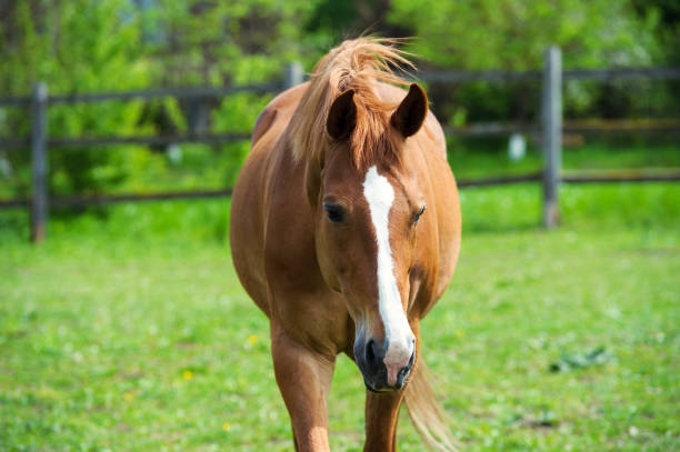 istock horse with long mane on pasture against beautiful blue sky 1201508967