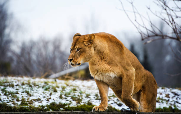 istock Beautiful Mighty Lioness 1201508975