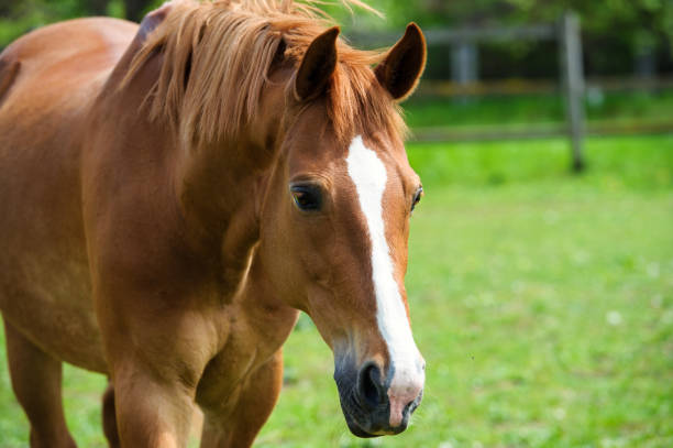 istock horse with long mane on pasture against beautiful blue sky 1201508984