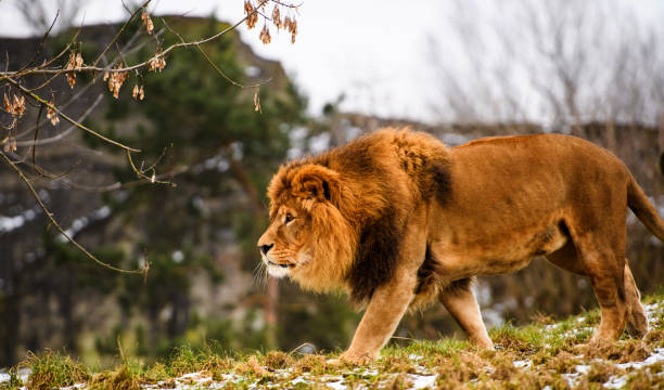 istock Beautiful Mighty Lion. 1201509008