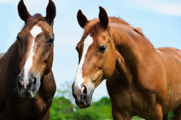 istock horse with long mane on pasture against beautiful blue sky 1201509009
