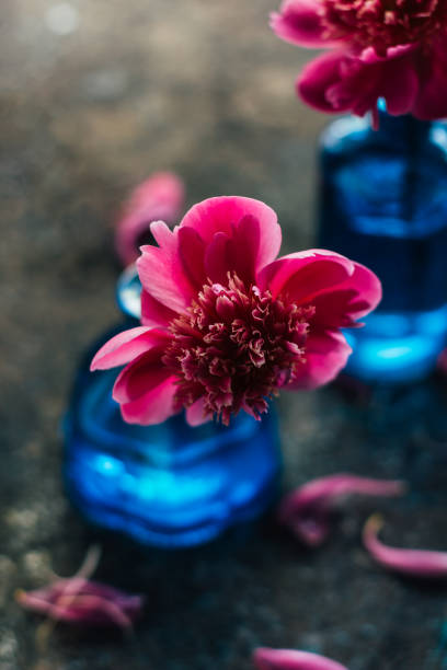 istock Pink peony in blue glass vase with dark bokeh background. Copy space. 1201510254