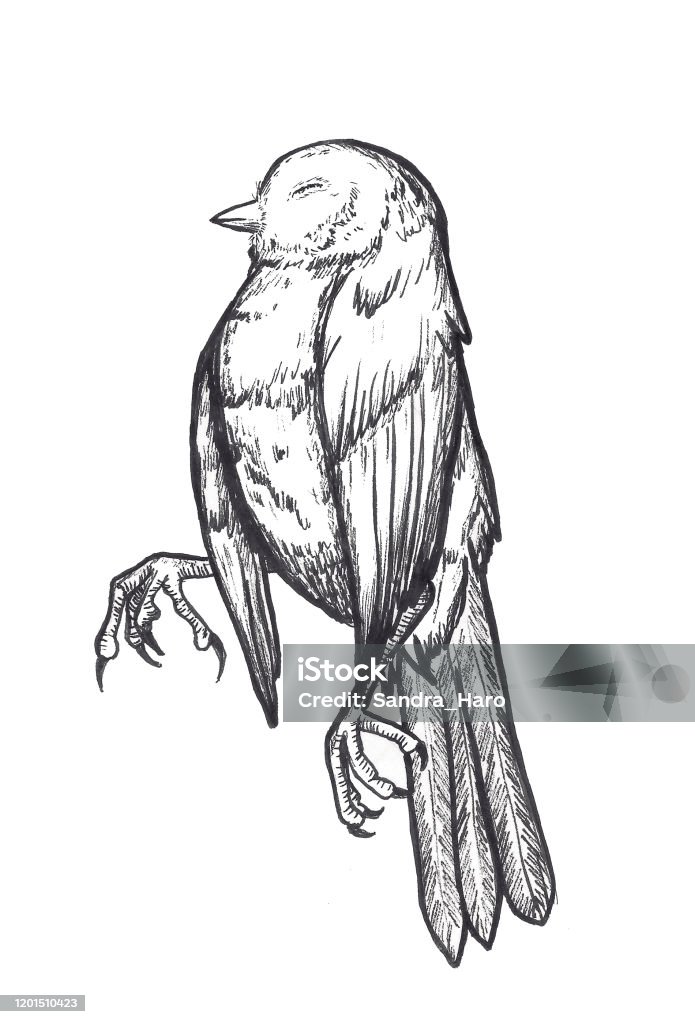 Ilustración de Pájaro Muerto y más Vectores Libres de Derechos de Pájaro -  Pájaro, Muerto, Animal muerto - iStock