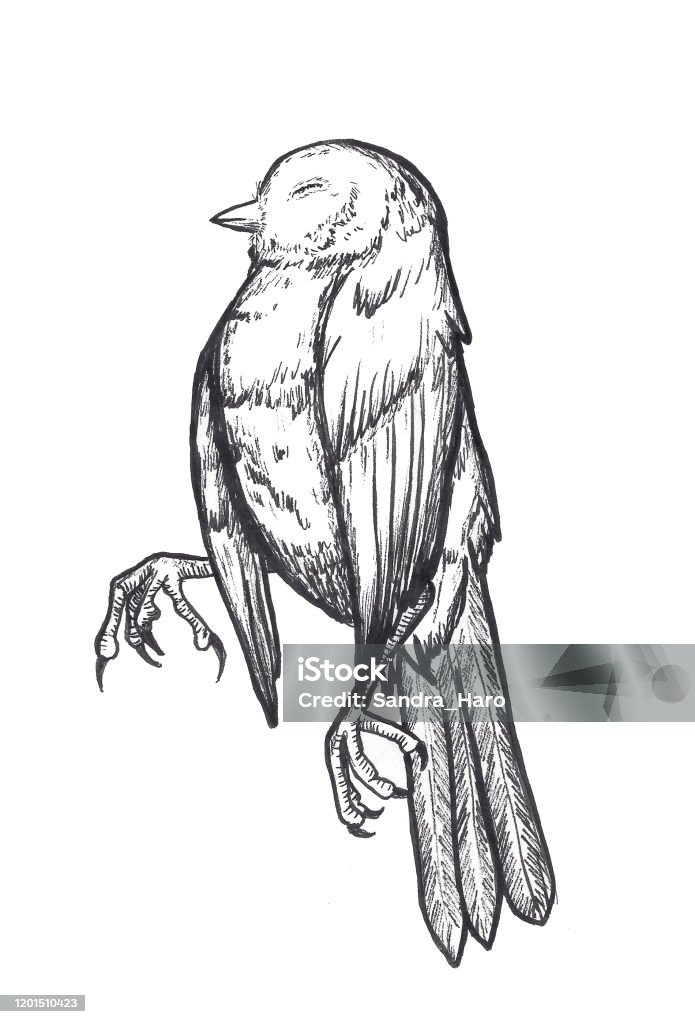 Ilustración de Pájaro Muerto y más Vectores Libres de Derechos de Pájaro - Pájaro, Muerto, Animal muerto - iStock Ilustración de Pájaro Muerto y más Vectores Libres de Derechos de Pájaro - Pájaro, Muerto, Animal muerto - iStock