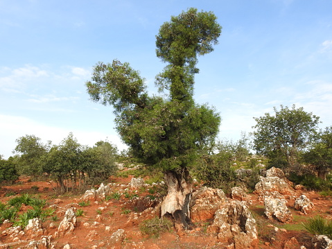 Olive trees, bottom view.