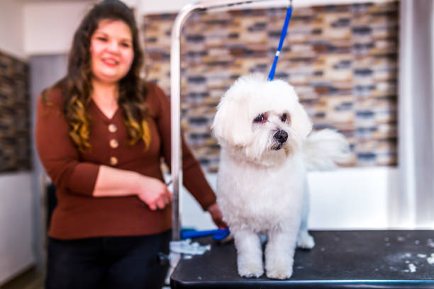 istock Professional dog groomer in a pet salon 1201511794