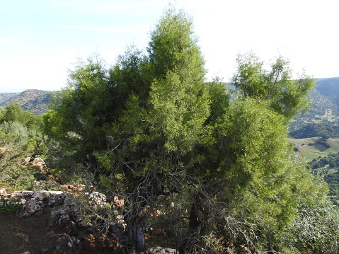 Buds on Olive Tree with sunny green field. In Dalmatia, Croatia.