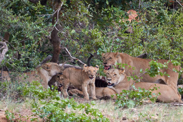istock Pride of lions with a lion cub 1201512063