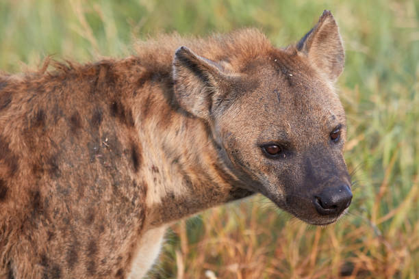 istock Close up of a hyena 1201512689