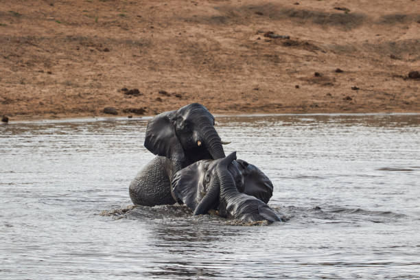 istock Herd of swimming African Elephants 1201512833