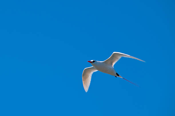 Red-tailed Tropicbird Red-tailed Tropicbird (Phaeton rubricaudra) flying over Lord Howe Island, Australia red tailed tropicbird stock pictures, royalty-free photos & images