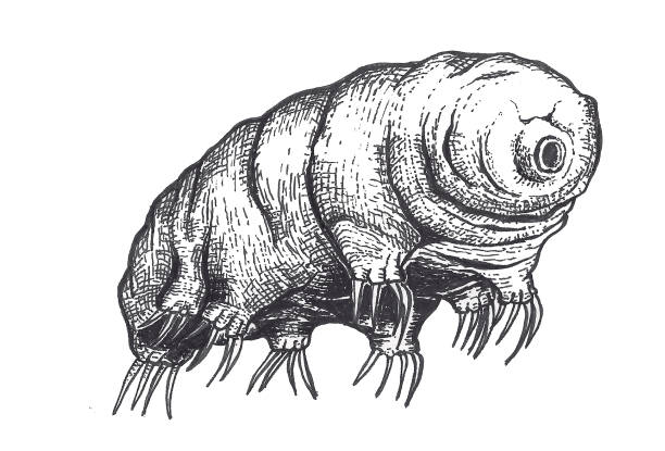 Tardígrado Illustration in tardigrade ink water bear stock illustrations