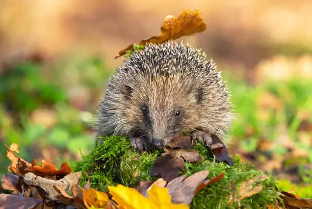 Hedgehog (Latin name: Erinaceus europaeus) wild, native  hedgehog in natural woodland habitat, with  green moss and Autumn leaves. Blurred background.   Facing forward.  Horizontal.  Space for copy