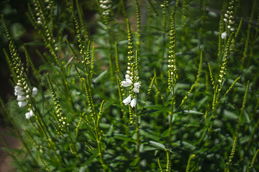 Melilotus albus flowers plant background