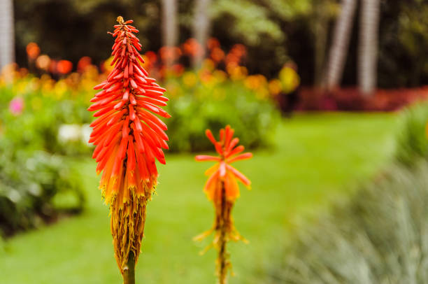 Beautiful flower with yellow and red colours on a close up shot
