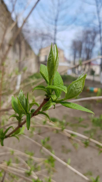 istock Fresh green leaves growing on tree branch. Small sprouting leaf closeup on blurry background. Young foliage in springtime. 1201517234