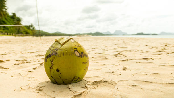 Coconut on sand on paradise Nacpan beach, El Nido, Palawan, Philippines Coconut on sand el coco stock pictures, royalty-free photos & images