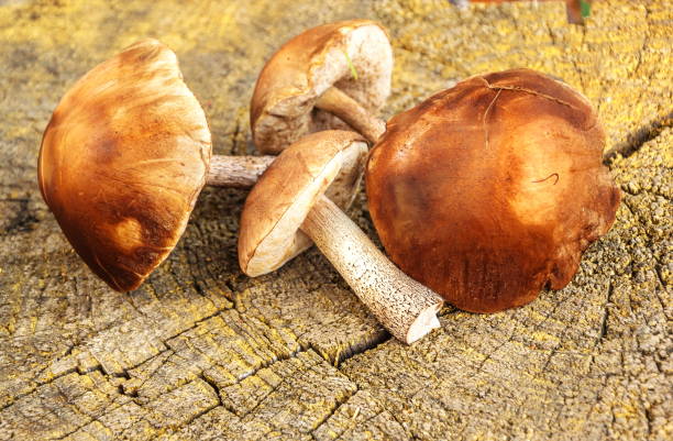 istock Brown boletus mushrooms 1201517628