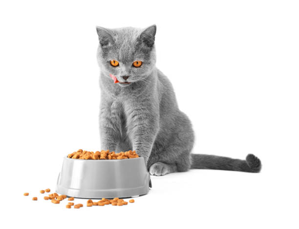 istock A cat eats food and lickens 1201518372
