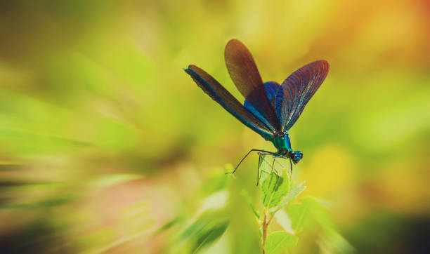 Free Stock Photo of Vivid dragonfly perching on a branch | Download ...