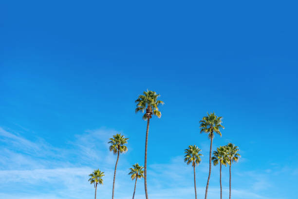 istock California palm trees with blue sky 1201518546
