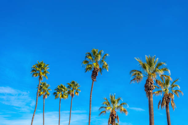 grupo de palmeiras altas com céu azul. - huntington beach - fotografias e filmes do acervo