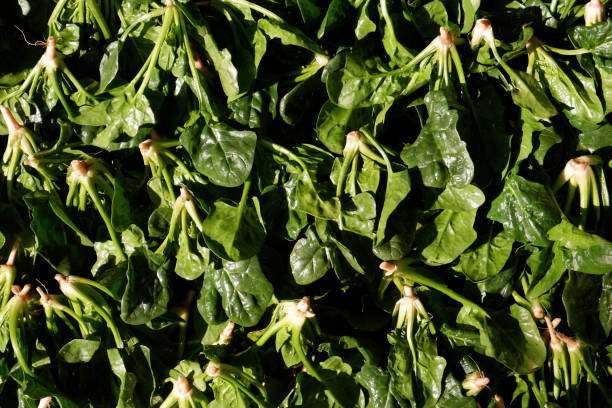istock Close-up of fresh, green baby spinaches. 1201518656