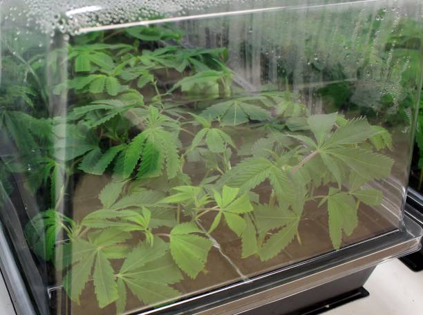 Cannabis clones rise in a clone machine stock photo