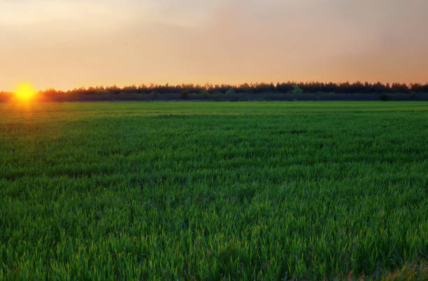 istock Sunset in green grass field 1201519491