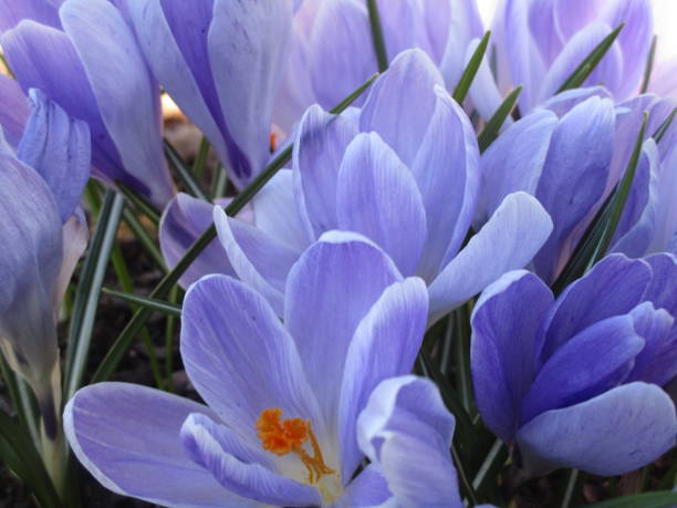 istock Bright Colorful Whitewell Purple Crocus Flower 2019 1201520907