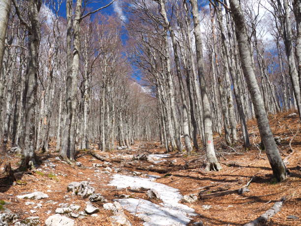 bosque de montaña velebit - beech tree wilderness area forest log fotografías e imágenes de stock