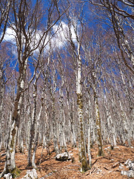 bosque de montaña velebit - beech tree wilderness area forest log fotografías e imágenes de stock