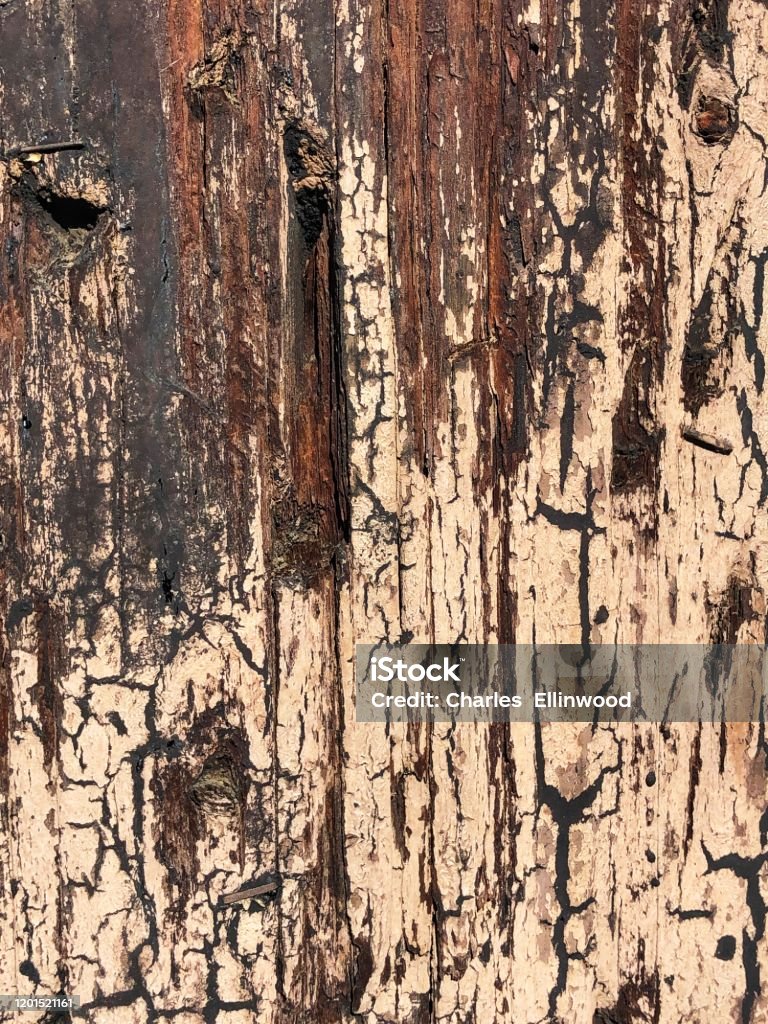 Staples Texture Background Texture Telephone Pole With Paint And Staples Stock Photo ...
