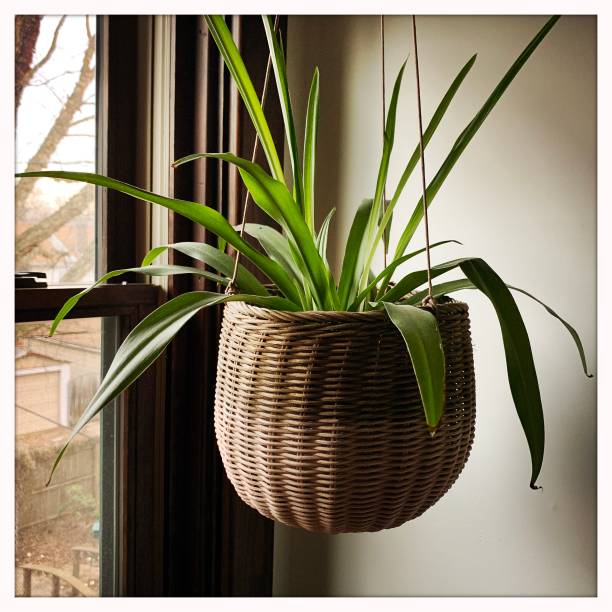 Spider plant in window light