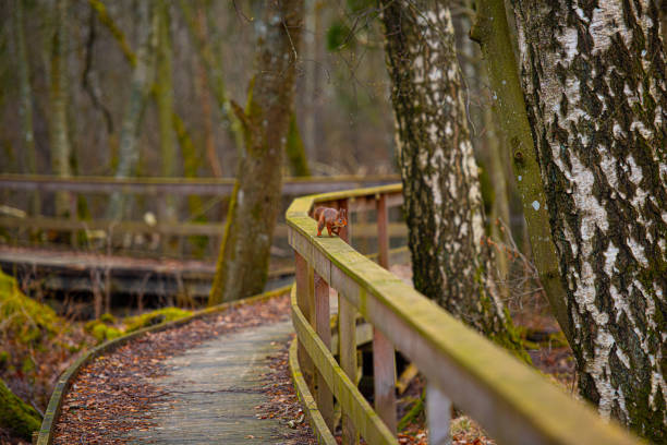 Red squirrel (Sciurus vulgaris) running on wooden railings in a park..
