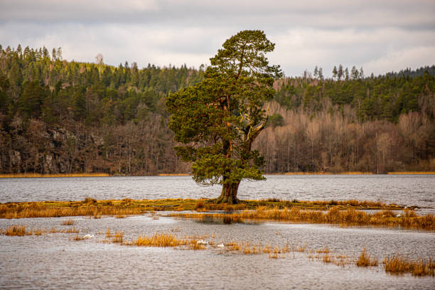 Lonely fir tree on a small islnad in a lake..