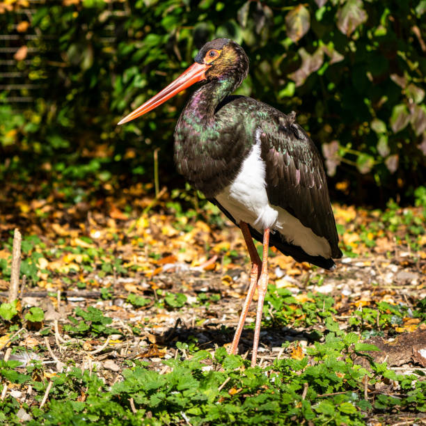 istock Black stork, Ciconia nigra in a german nature park 1201525668