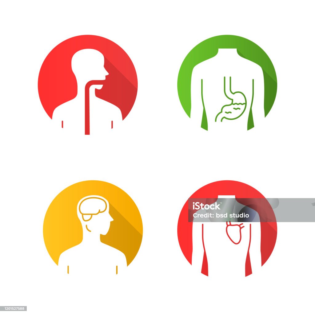 Cơ Quan Con Người Khỏe Mạnh Thiết Kế Phẳng Hình Ảnh Glyph Bóng Dài ...