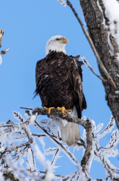 istock adult bald eagle on icy branch 1201527882