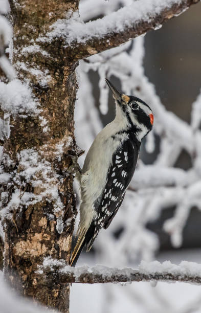 istock male hairy woodpecker perched in winter 1201529039